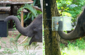 Les éléphants font preuve de talent pour résister aux impulsions