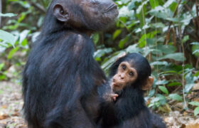 Les jeunes chimpanzés développent leurs propres accents, selon une nouvelle étude