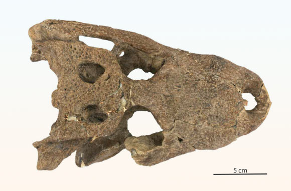 The skull of Mandrasuchus milleri, a species of alligatorid that lived nearly 65.4 million years ago in what is now Colorado, the United States. Image credit: Lessner et al., doi: 10.1080/02724634.2026.2712566.