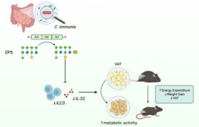 Une molécule de sucre fabriquée par une bactérie intestinale peut réduire la graisse viscérale chez la souris