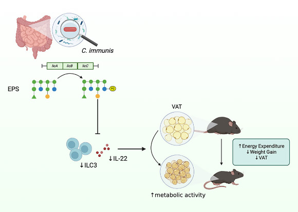 Yee Tan et al. discovered a human commensal bacterium, Clostridium immunis, which prevents and treats obesity in mice by secreting a phosphocholine-modified exopolysaccharide (EPS). Image credit: Yee Tan et al., doi: 10.1016/j.chom.2026.08.018.