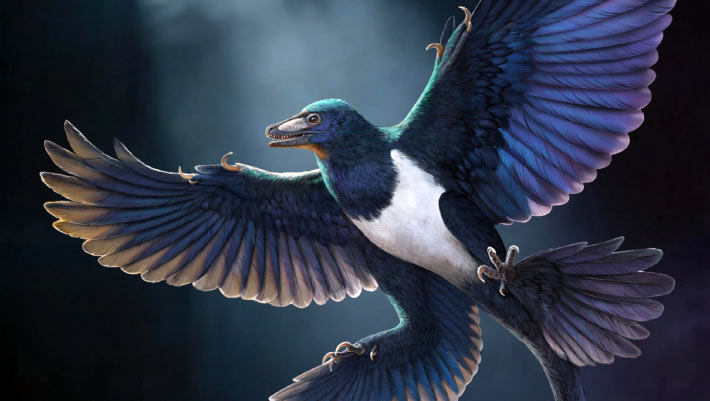 Un nouveau dinosaure à plumes suggère que le vol a évolué plus d'une fois parmi les plus proches parents des oiseaux