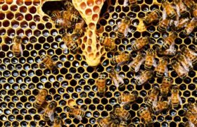 Les essaims d’abeilles domestiques sont mal interprétés depuis des siècles, selon les biologistes