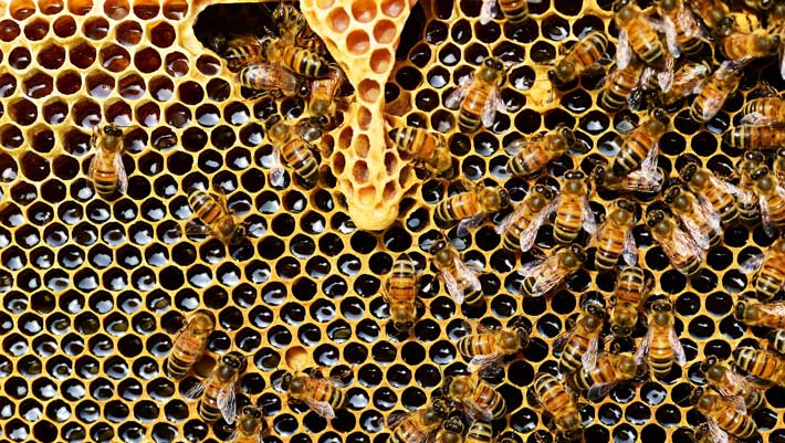 Les essaims d’abeilles domestiques sont mal interprétés depuis des siècles, selon les biologistes