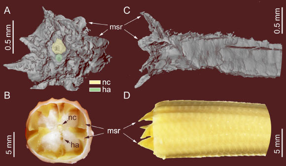Comparaison de la queue fossile de lézard avec une queue autotomisée d'un lézard scincidé actuel (Eremiascincus sp.). Crédit image : Fabrikant et al., doi : 10.26879/1706.