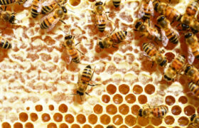 Les ruches d’abeilles sont un système immunitaire vivant, disent les scientifiques