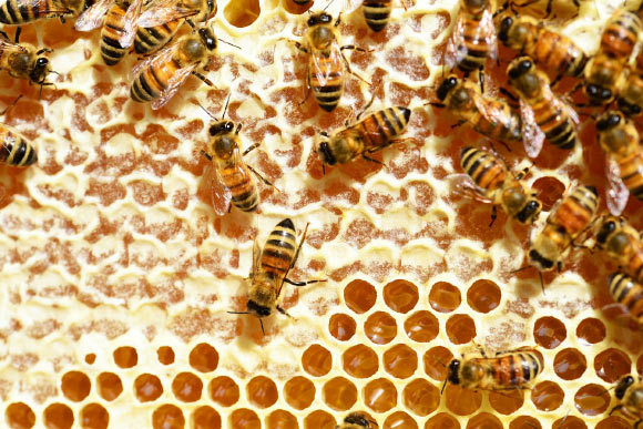 Fernandes et al. investigated how chemical defenses contribute to colony-level immunity using the European honeybee (Apis mellifera) as a model system. Image credit: PollyDot.